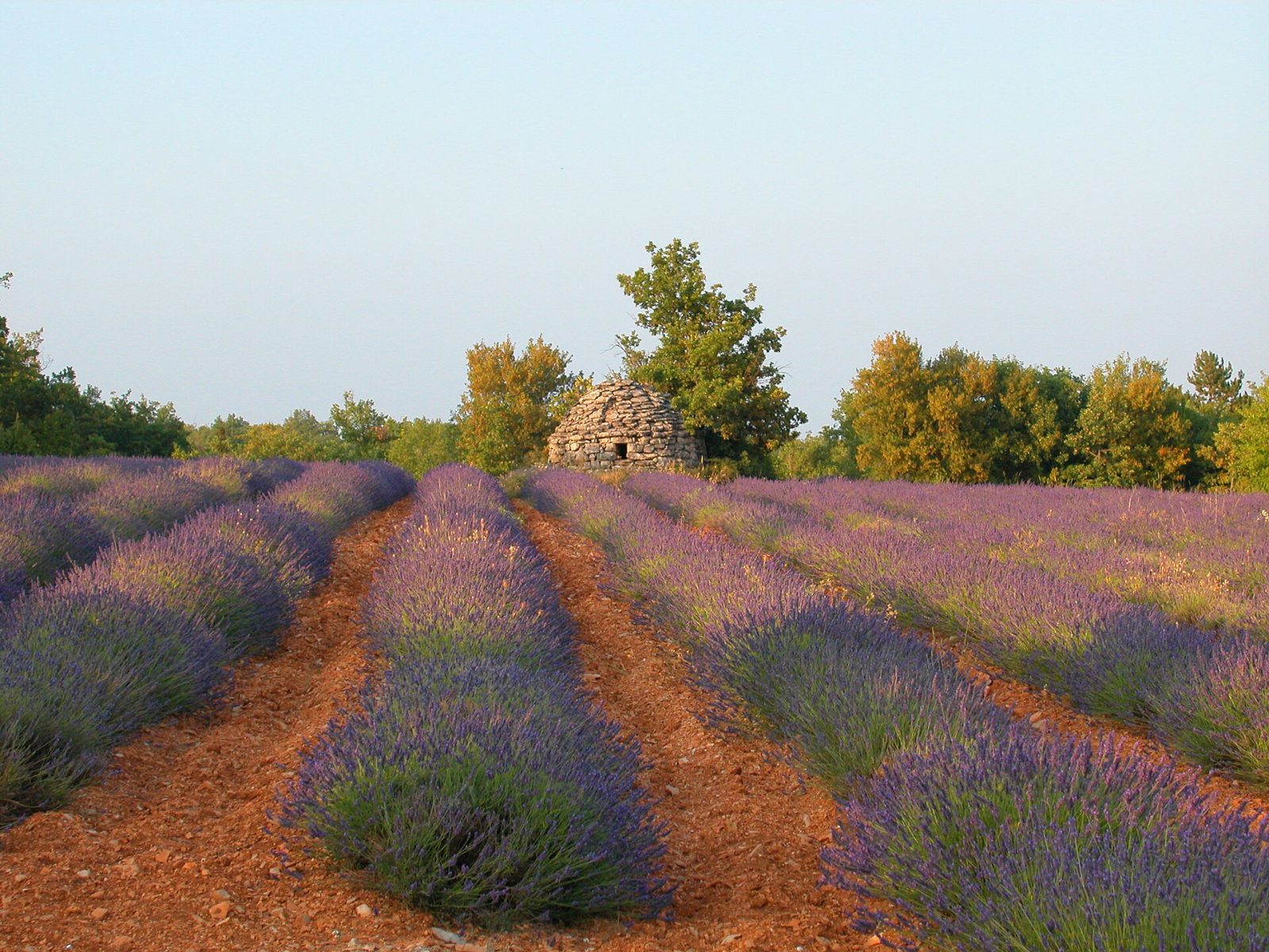Lavendel in juli