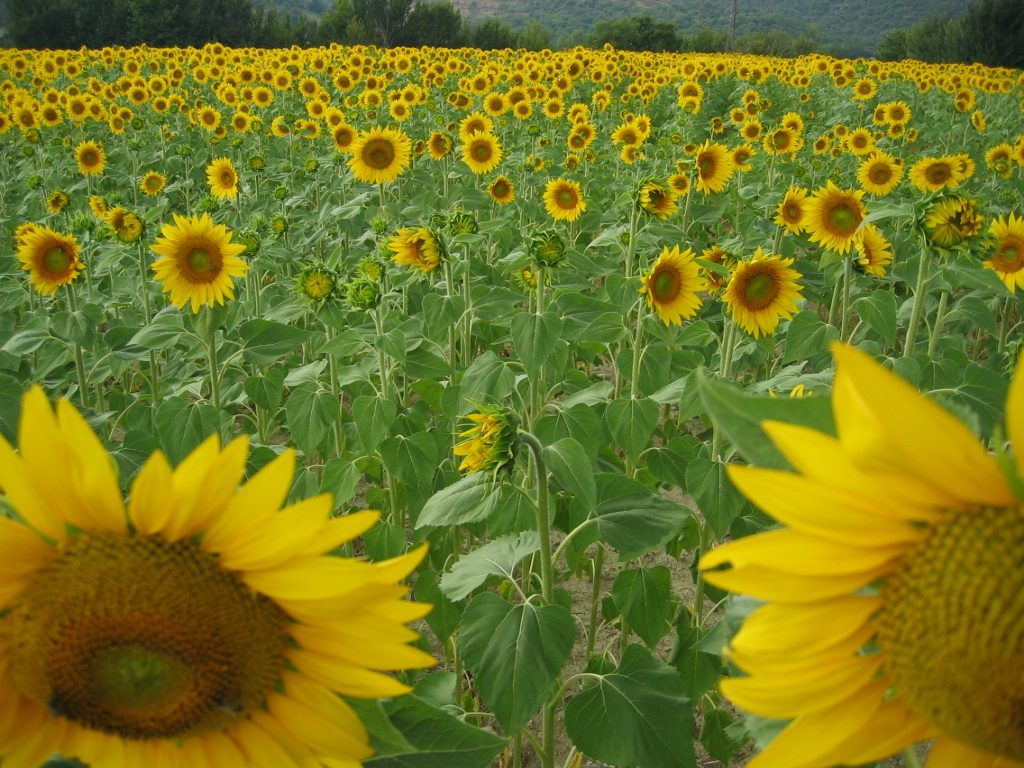 Zonnebloemen